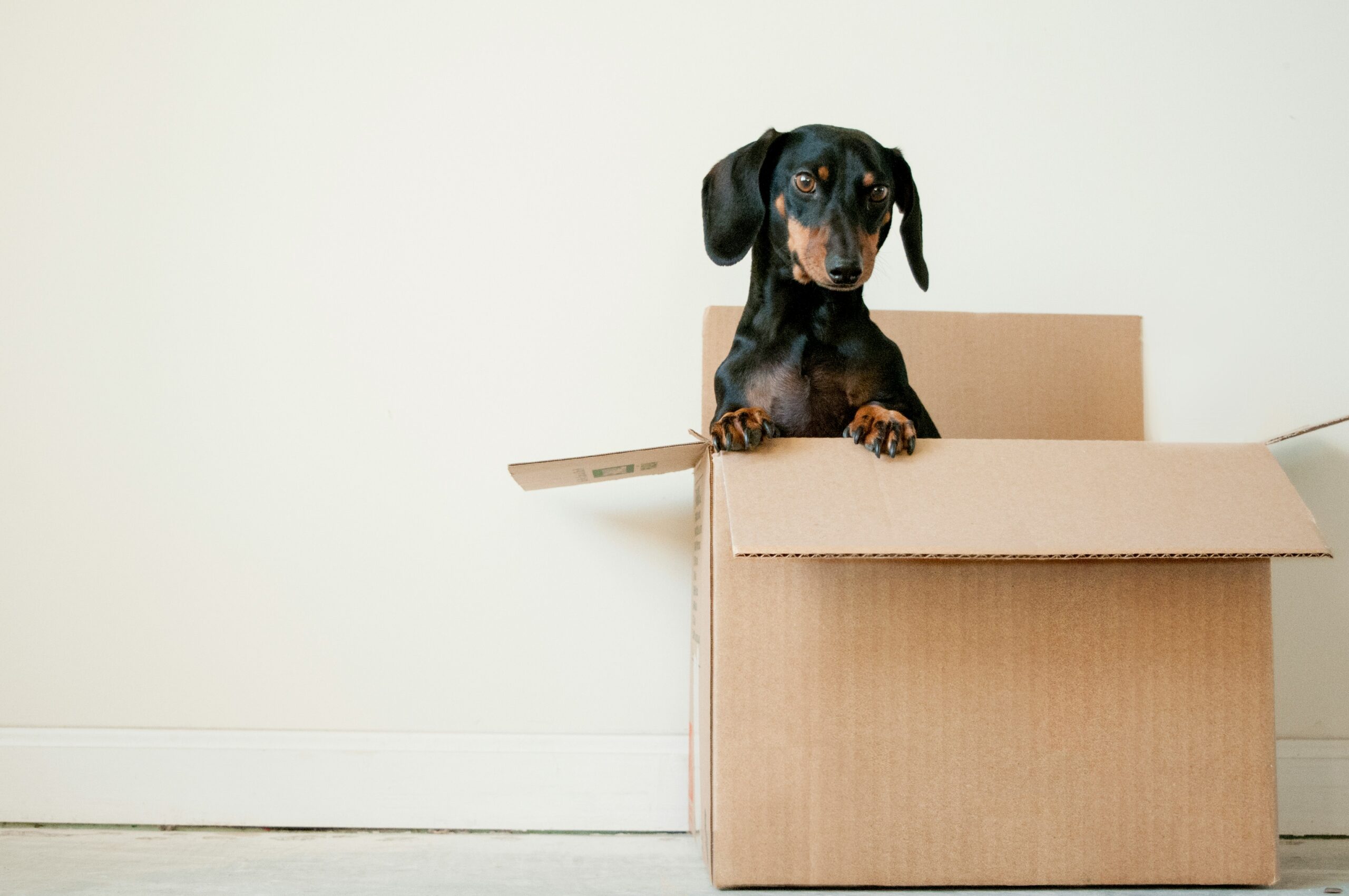 a small sausage dog in a cardboard box